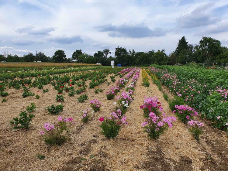 Pick your own flowers