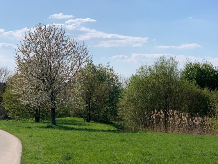 Ticks in Germany